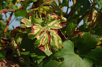 Esca de la vigne