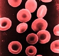 Globules rouges