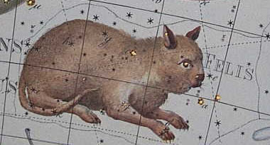 Chat de Lalande