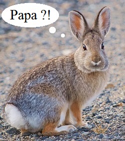 Un lapin