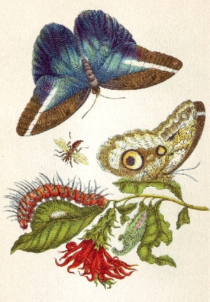 Maria Merian