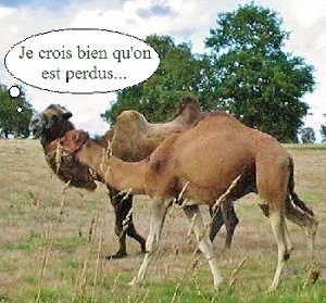 Deux chameaux