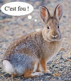 Un lapin