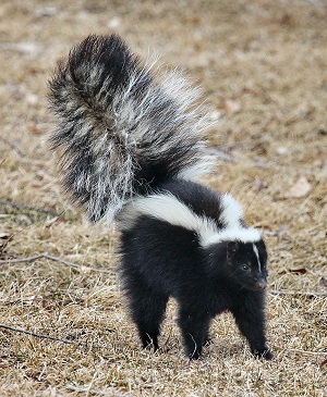 Mouffette