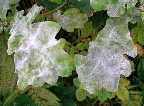 Feuilles de chêne attaquée par l'oidium